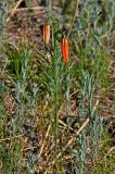 Lilium pumilum