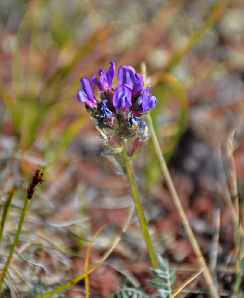 Image of genus Oxytropis specimen.