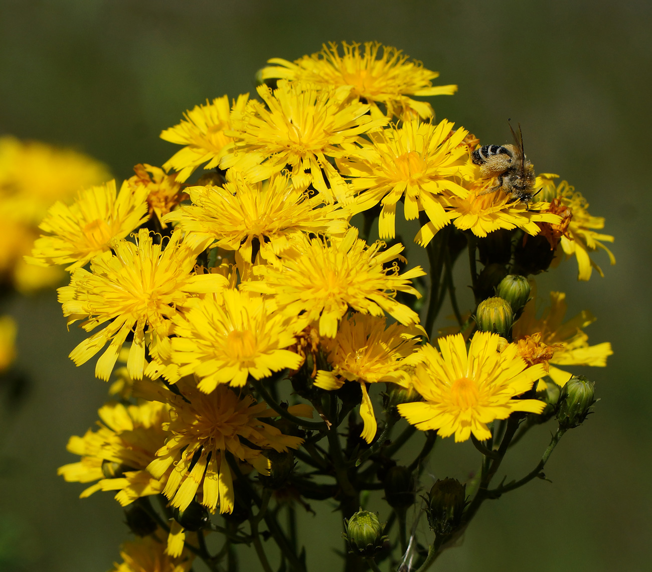 Image of Hieracium umbellatum specimen.