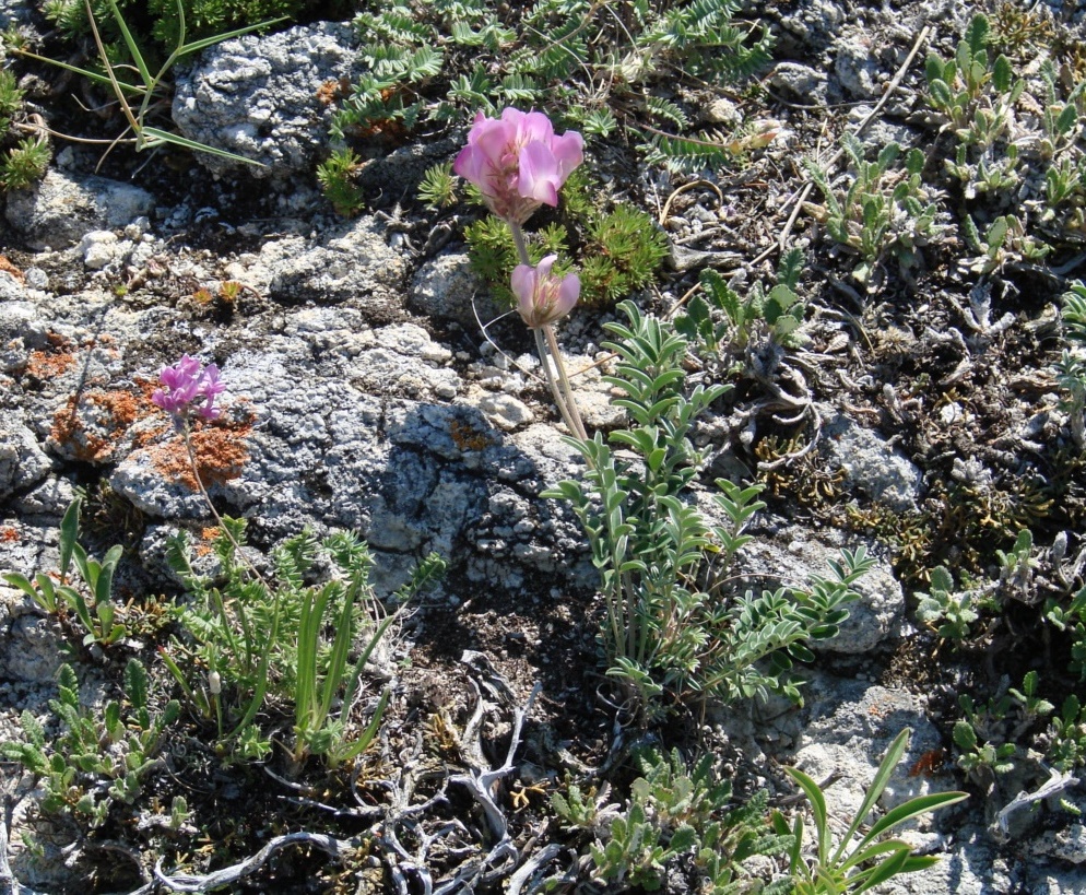 Image of Hedysarum setigerum specimen.