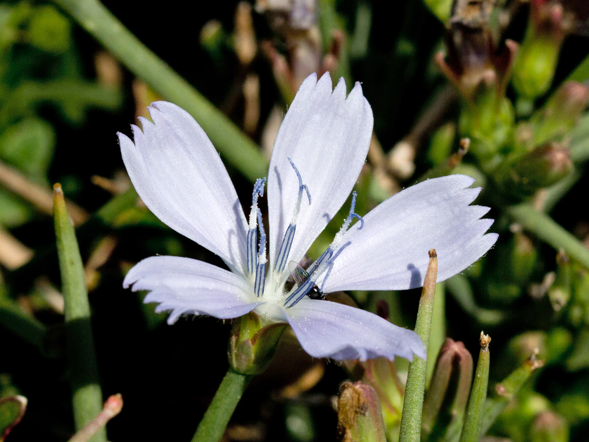 Image of Cichorium spinosum specimen.