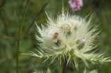 Cirsium obvallatum. Общее соцветие с нераспустившимися корзинками и сидящей совкой Eriopygodes imbecilla. Кабардино-Балкария, Эльбрусский р-н, долина р. Терскол, ≈ 2500 м н.у.м. 06.08.2009.