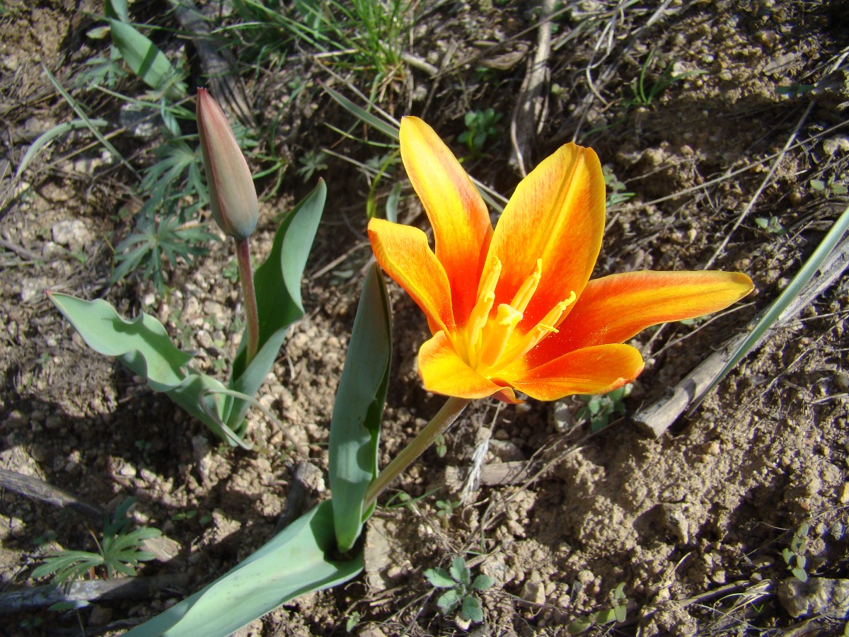 Image of Tulipa kaufmanniana specimen.