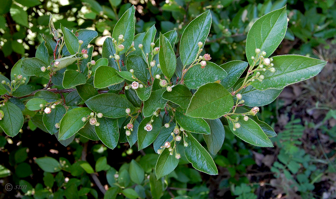 Image of Cotoneaster lucidus specimen.