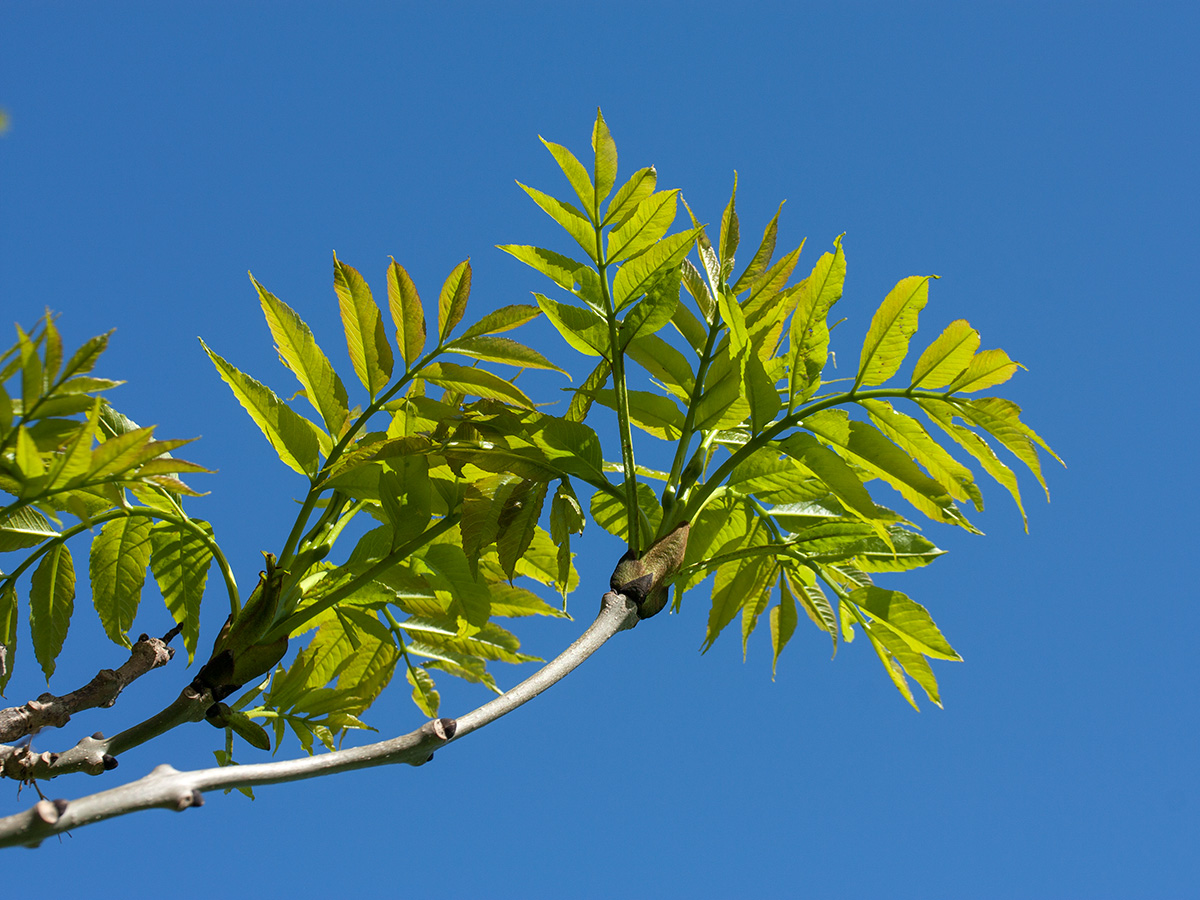 Image of Fraxinus excelsior specimen.