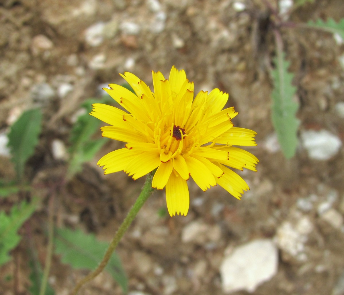 Image of Leontodon caucasicus specimen.