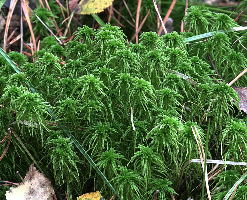 Image of genus Sphagnum specimen.