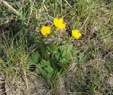 genus Ranunculus. Цветущее растение. Иркутская обл., Иркутский р-н, окр. дер. Вересовка, луг. 08.08.2018.