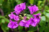 genus Bougainvillea. Верхушка ветки с соцветиями. Крым, пос. Партенит, парк \"Айвазовское\", в культуре. 23.09.2018.