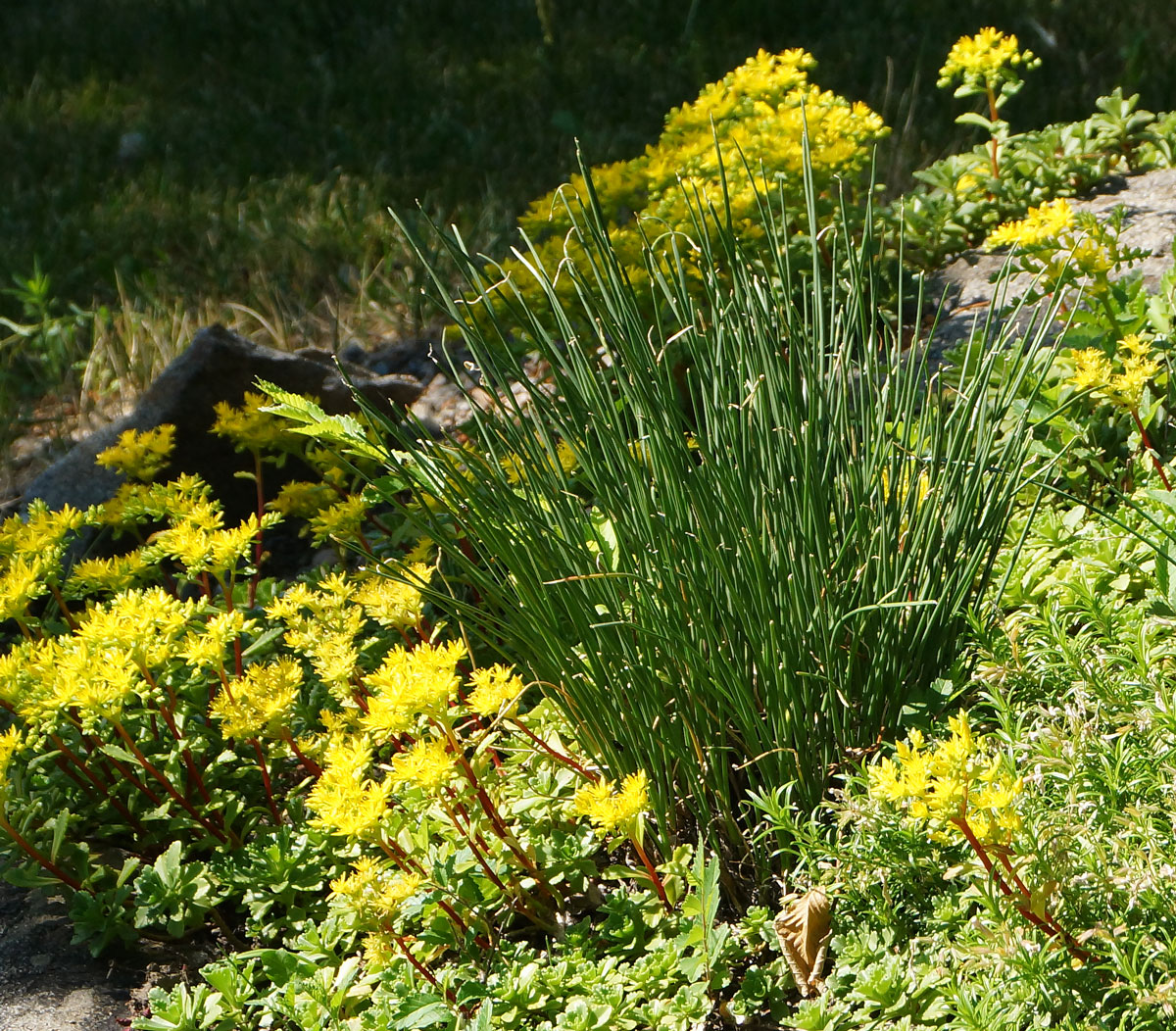 Image of Allium rubens specimen.