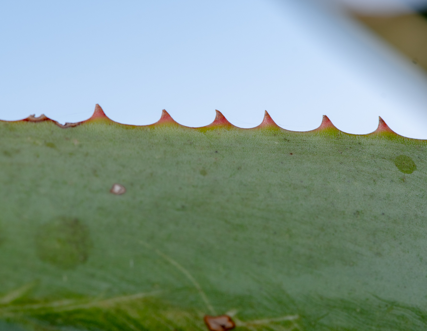 Изображение особи Aloe castanea.