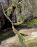 Acer pseudoplatanus