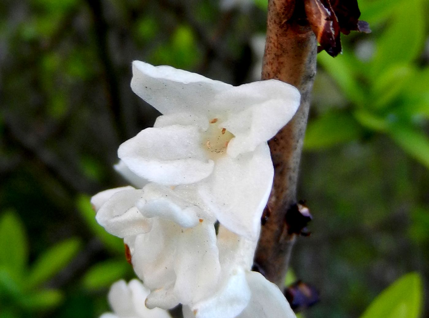 Image of Daphne mezereum specimen.