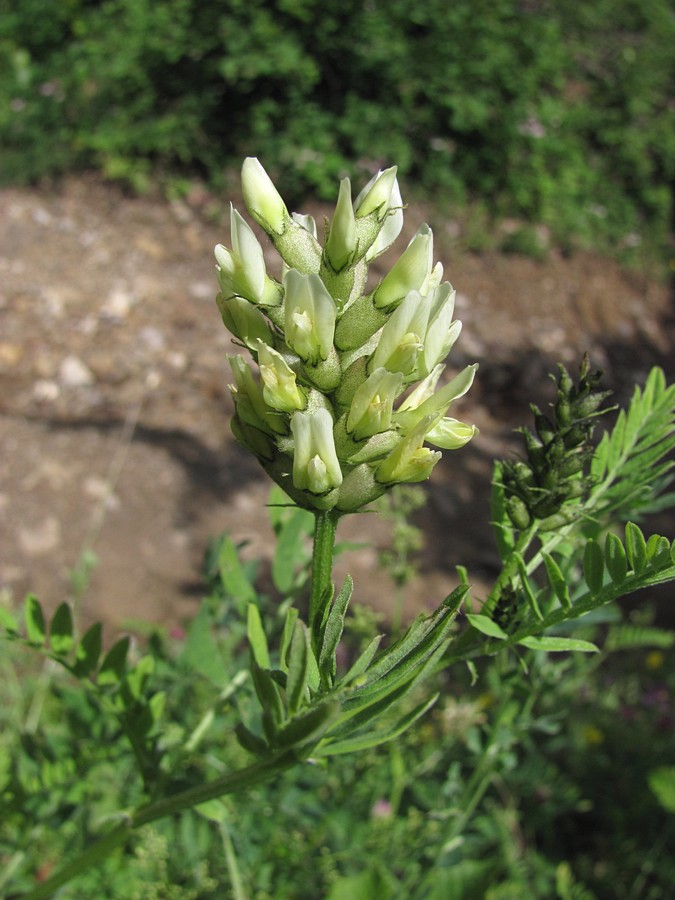 Image of Astragalus cicer specimen.