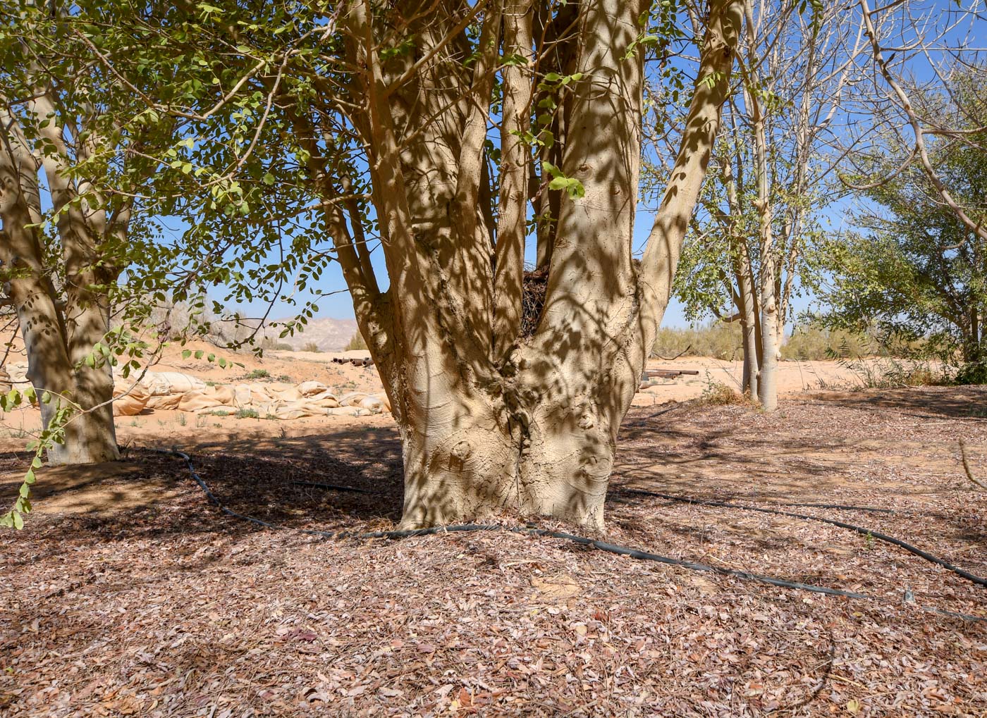 Image of Sclerocarya birrea specimen.