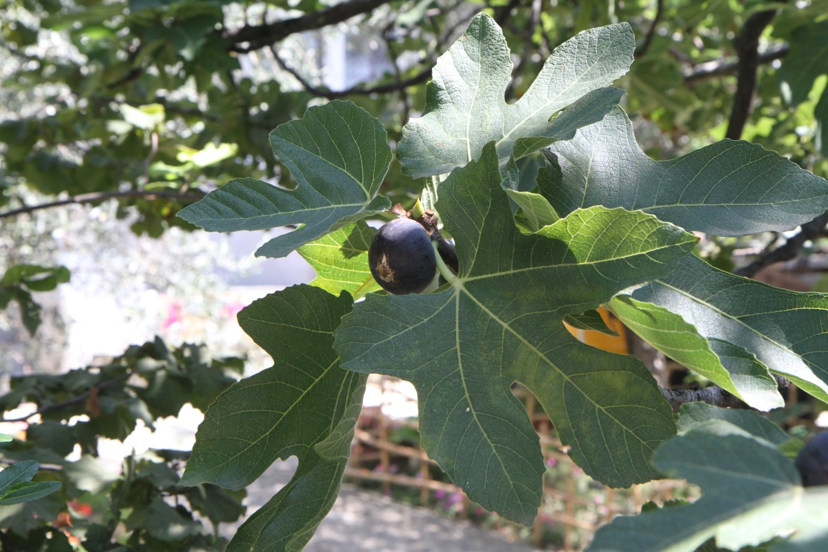 Image of Ficus carica specimen.