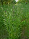 Cynoglossum officinale