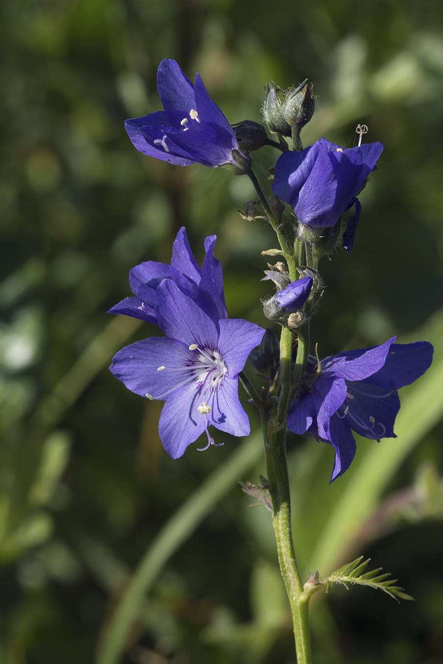 Image of Polemonium schmidtii specimen.