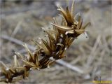 genus Oenothera