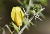 Ulex parviflorus. Цветок. Испания, автономное сообщество Каталония, провинция Жирона, комарка Баш Эмпорда, муниципалитет Сант-Фелиу-де-Гишольс, окр. памятника природы Pedralta (Педральта), в подлеске сосново-дубового леса. 08.03.2020.