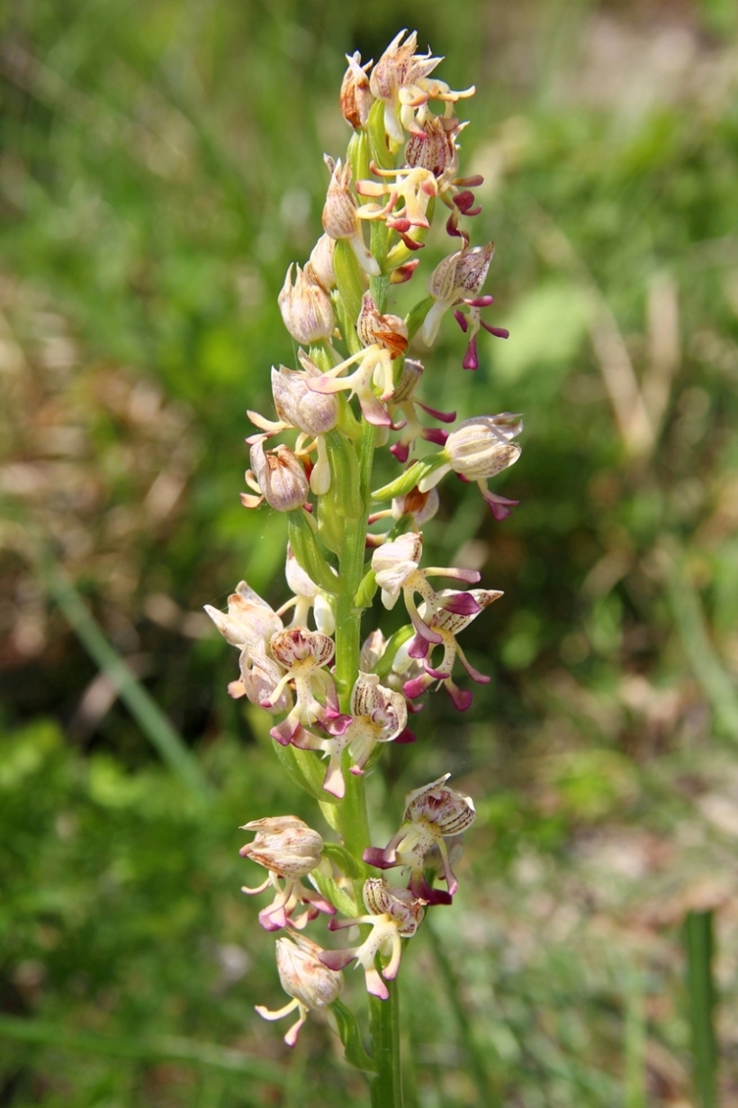 Image of Orchis &times; calliantha specimen.