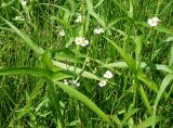 Sagittaria trifolia. Соцветия и листья. Хабаровский край, окр. с. Галкино, сырой, периодически затапливаемый, берег озера. 22.07.2019.