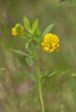 Trifolium aureum. Верхушка цветущего растения. Московская обл., Одинцовский ГО, окр. с. Волково, суходольный луг. 17.07.2020.