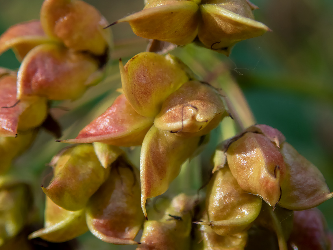 Image of Physocarpus opulifolius specimen.