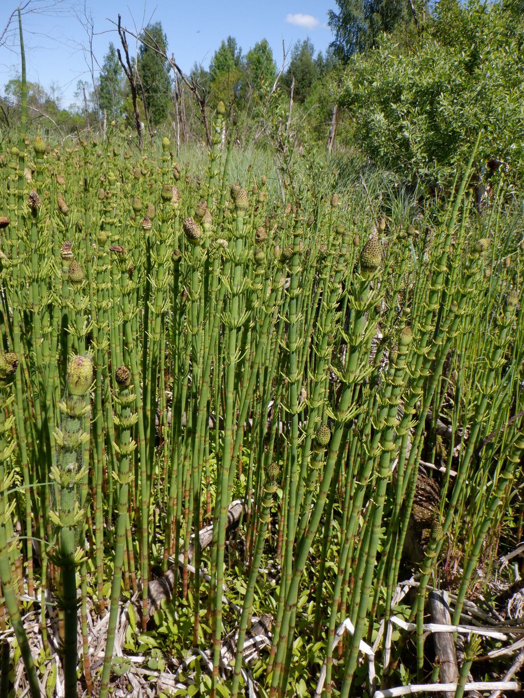 Изображение особи Equisetum fluviatile.