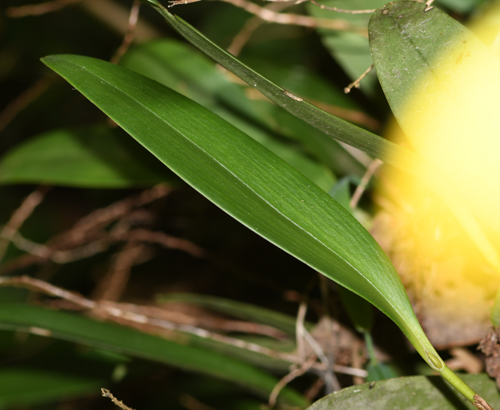 Image of Stelis quinquenervia specimen.