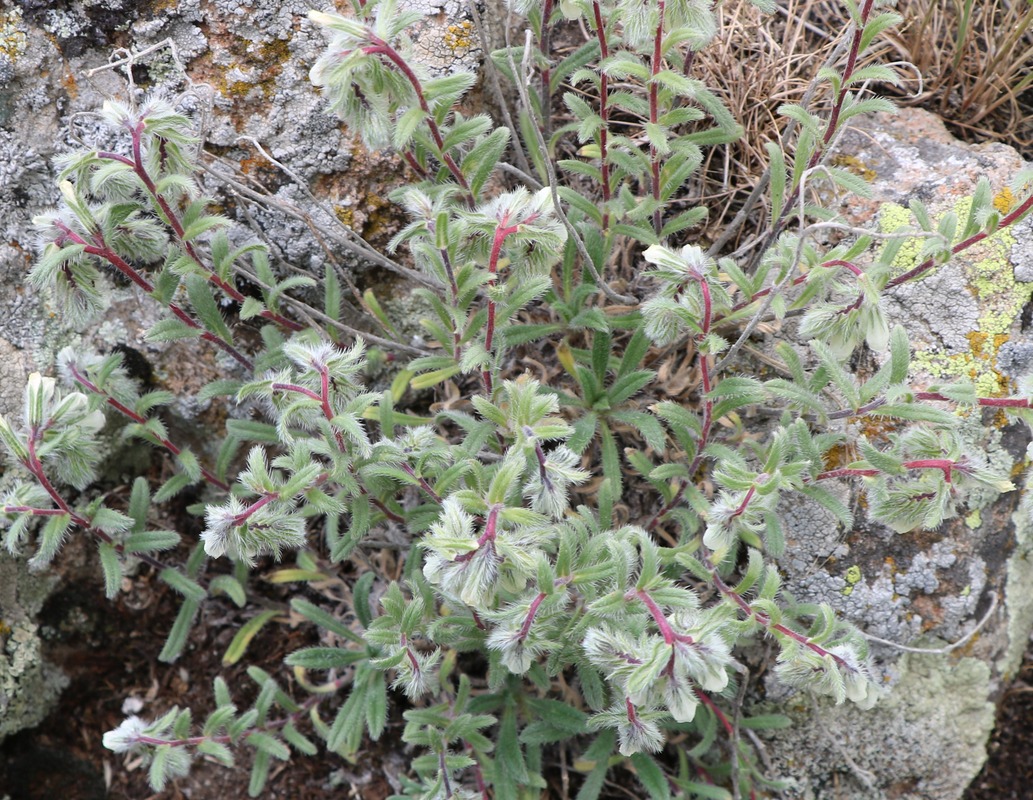 Image of Onosma tenuiflora specimen.