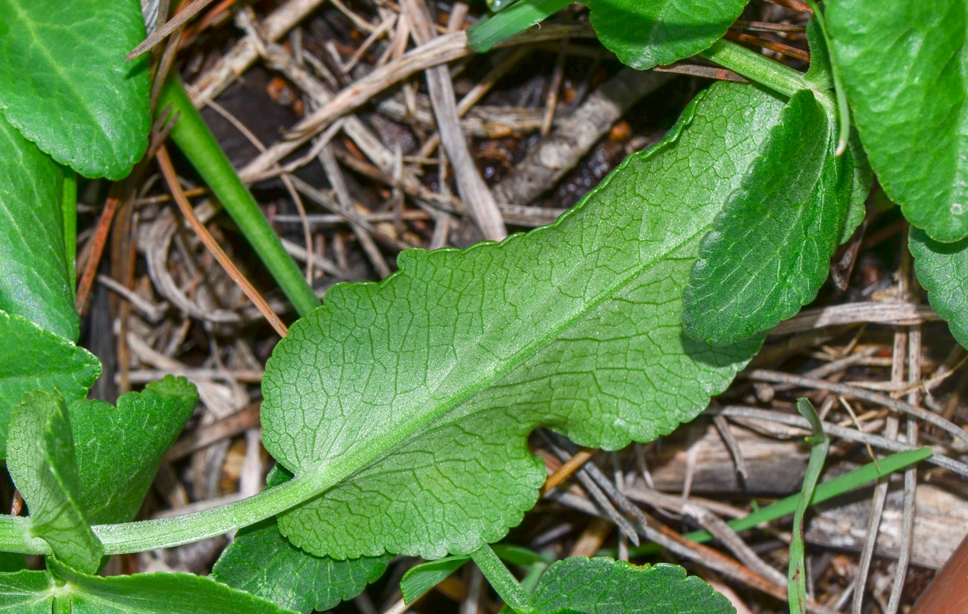 Image of Smyrnium olusatrum specimen.