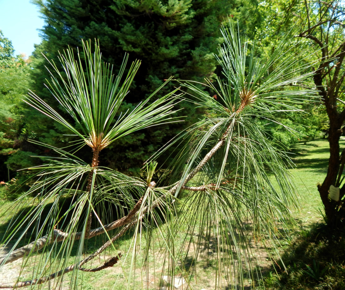 Изображение особи Pinus strobus.