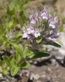 Thymus × littoralis