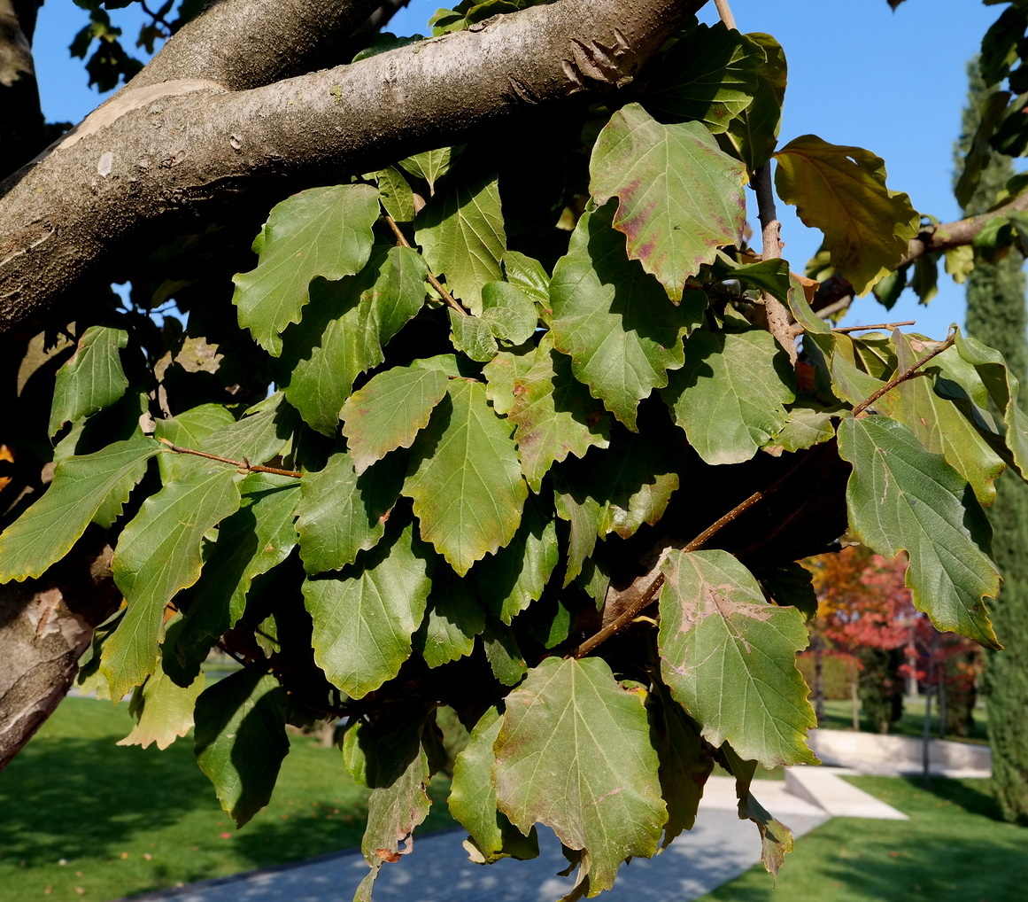 Изображение особи Parrotia persica.