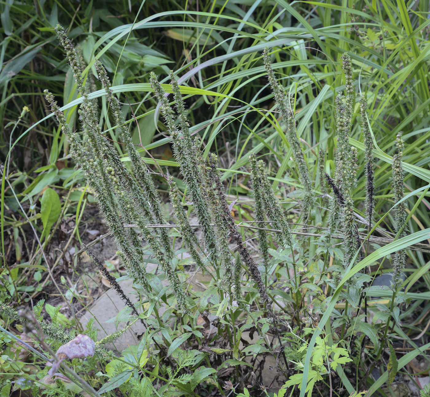 Image of genus Veronica specimen.