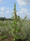 Amaranthus retroflexus. Плодоносящее растение. Новосибирская обл., Карасукский р-н, окр. с. Благодатное, песчаный карьер. 17.08.2021.