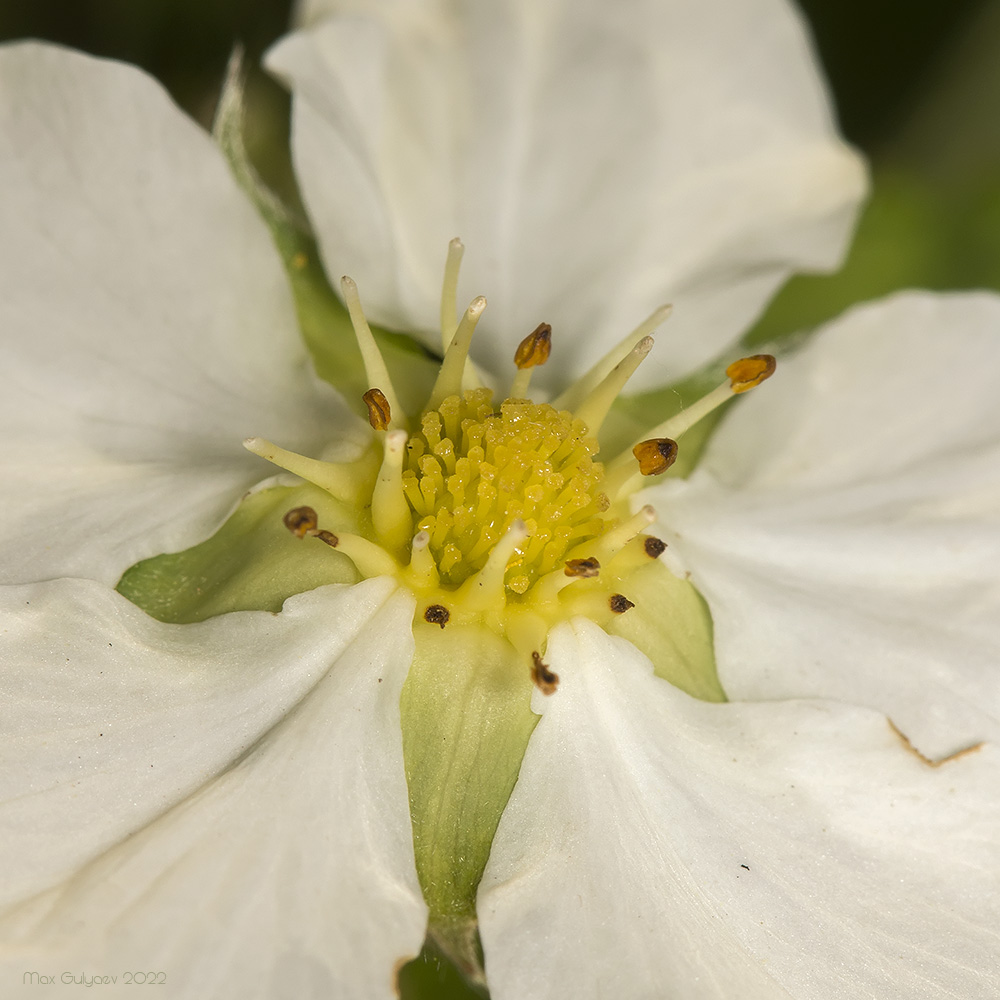 Изображение особи Fragaria campestris.