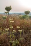 Daucus carota. Плодоносящее растение. Израиль, окр. Латруна, на холме. 27.06.2022.