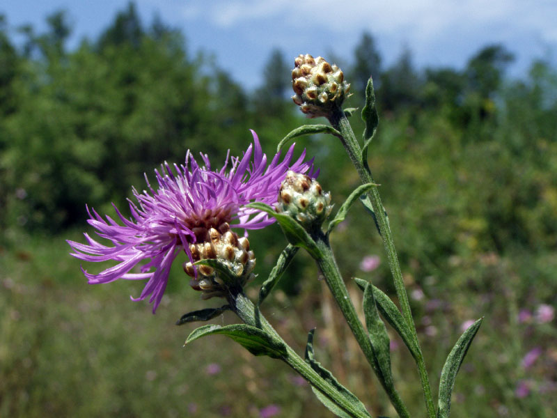 Изображение особи Centaurea jacea.