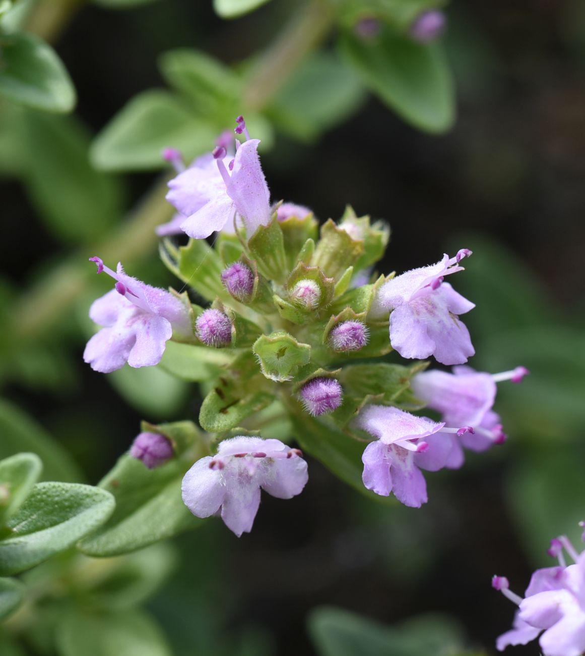 Image of Thymus caucasicus specimen.