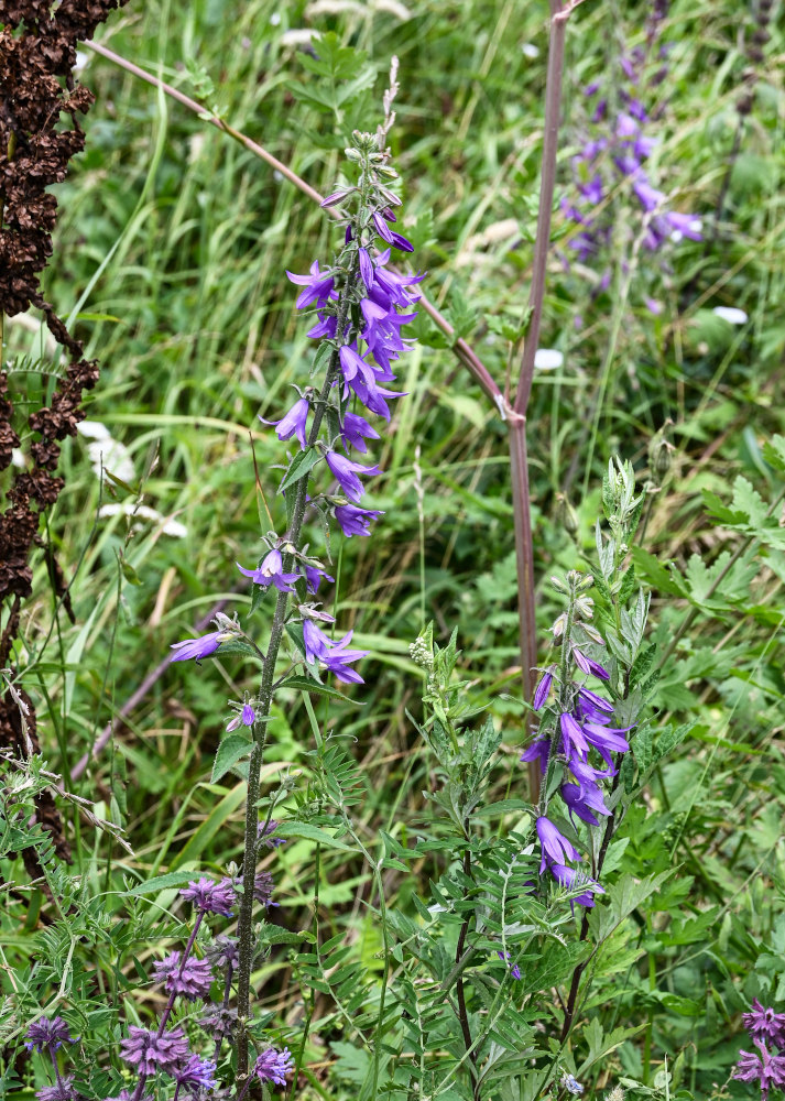 Image of Campanula rapunculoides specimen.