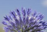 Echinops ritro