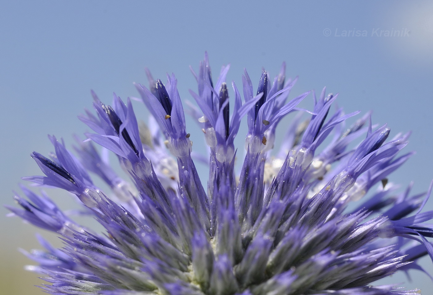 Image of genus Echinops specimen.