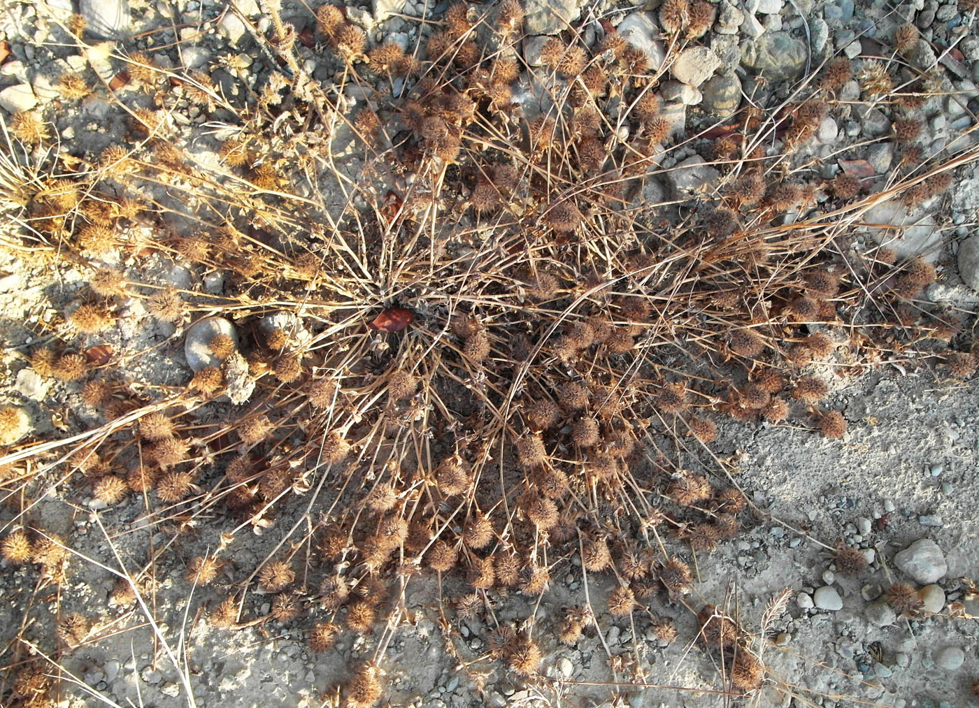 Image of genus Trifolium specimen.