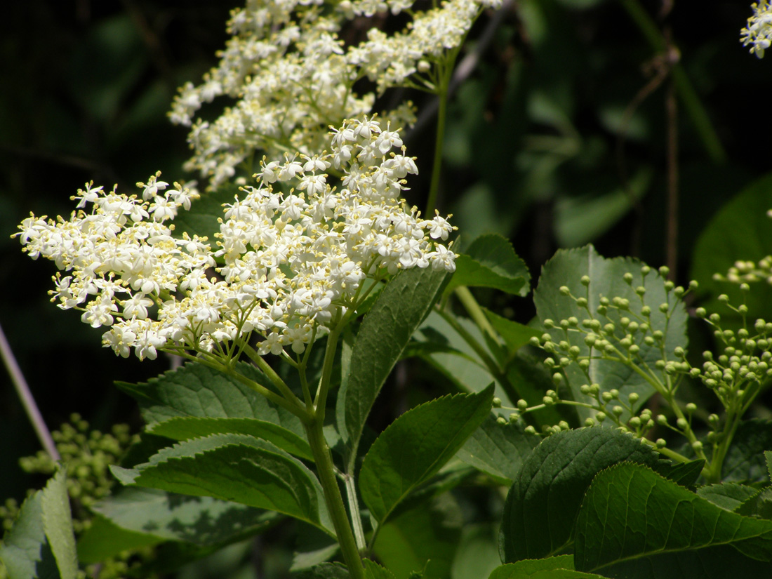 Изображение особи Sambucus nigra.