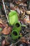 Nepenthes ampullaria