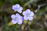 Linum nervosum. Цветки. Армения, обл. Гегаркуник, берег оз. Севан, гора Артаниш, ≈ 2200 м н.у.м., луговой склон. 23.06.2022.