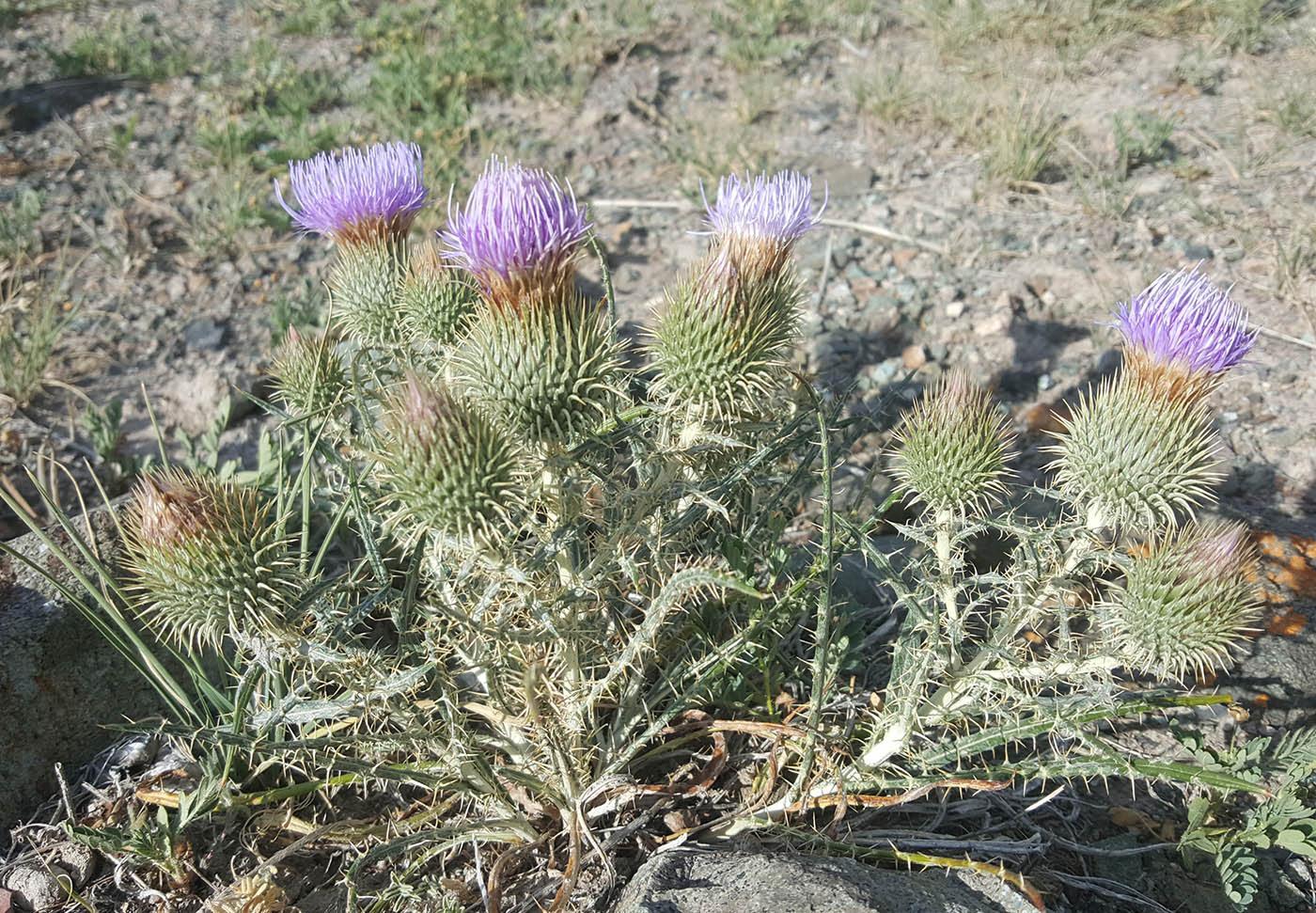 Изображение особи Ancathia igniaria.