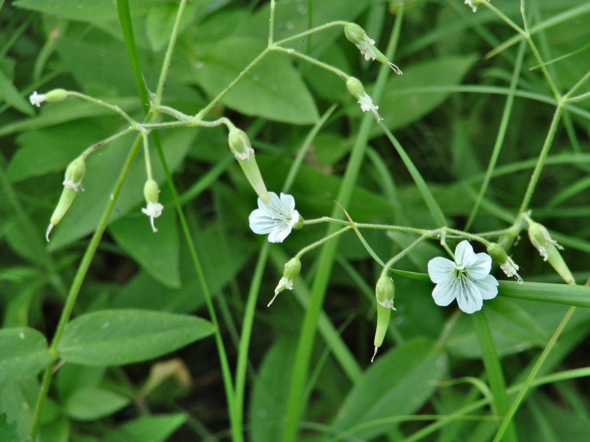 Изображение особи Cerastium pauciflorum.